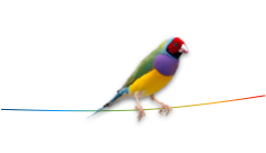 A colourful Gouldian finch perched on a rainbow-gradient wire